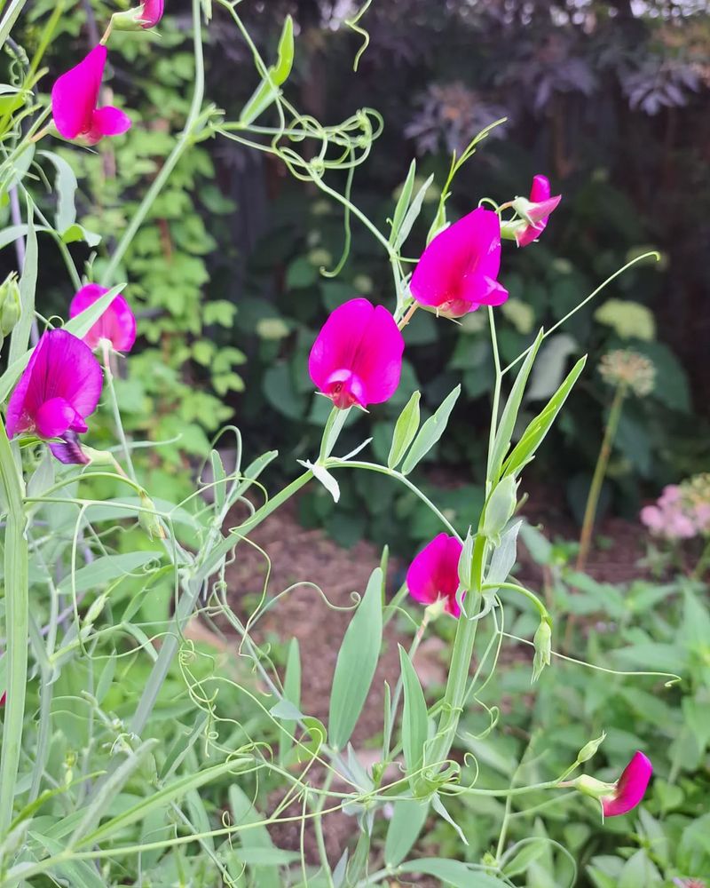 Speedy Sweet Peas