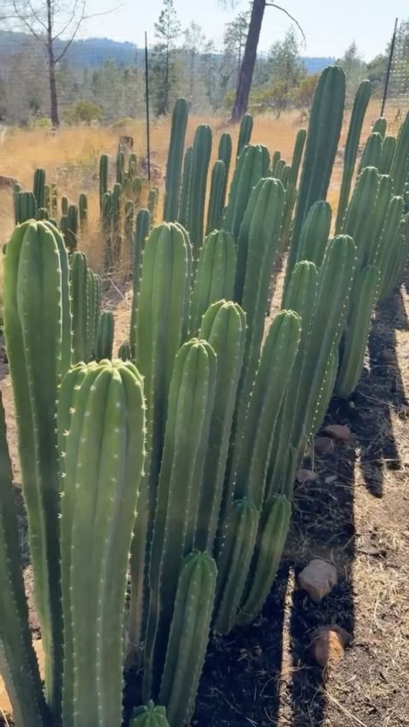 San Pedro Cactus