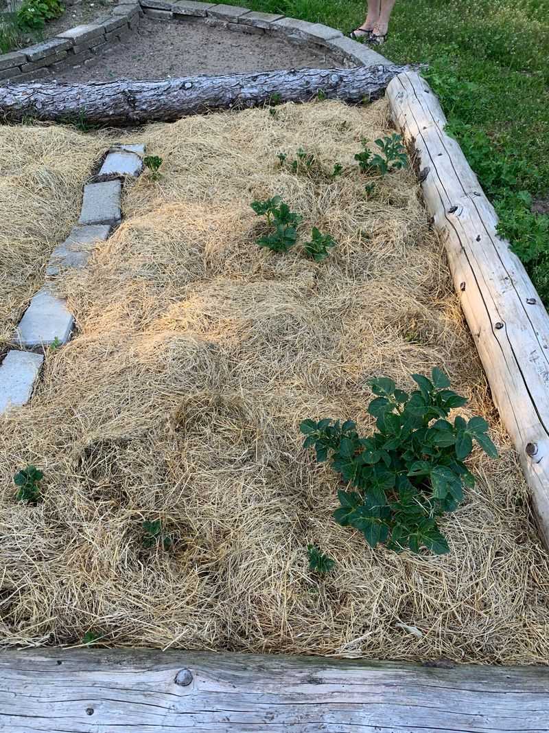 Mulch With Straw, Not Hay