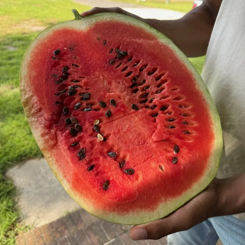 Bradford Watermelon