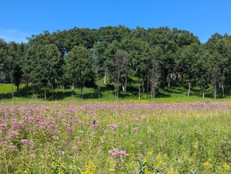 Nachusa Grasslands