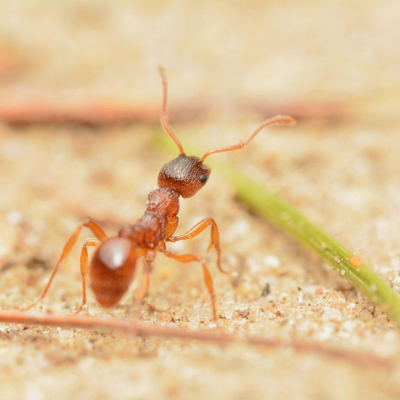 European Fire Ants