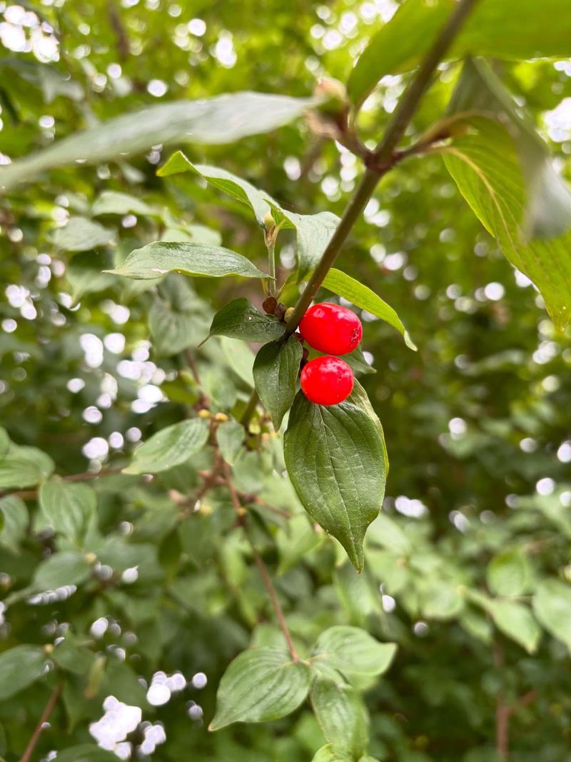 Cornelian Cherry