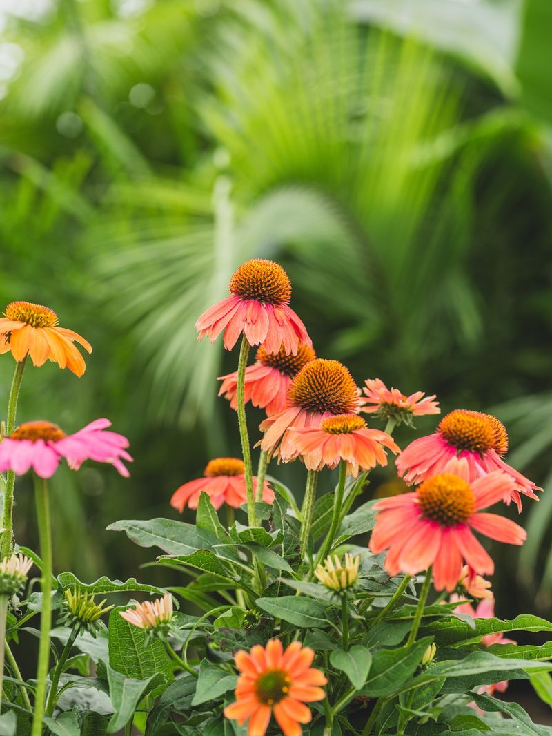 Coneflower