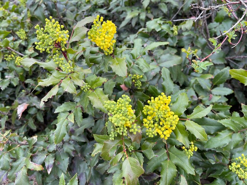 Oregon Grape Holly (Mahonia aquifolium)