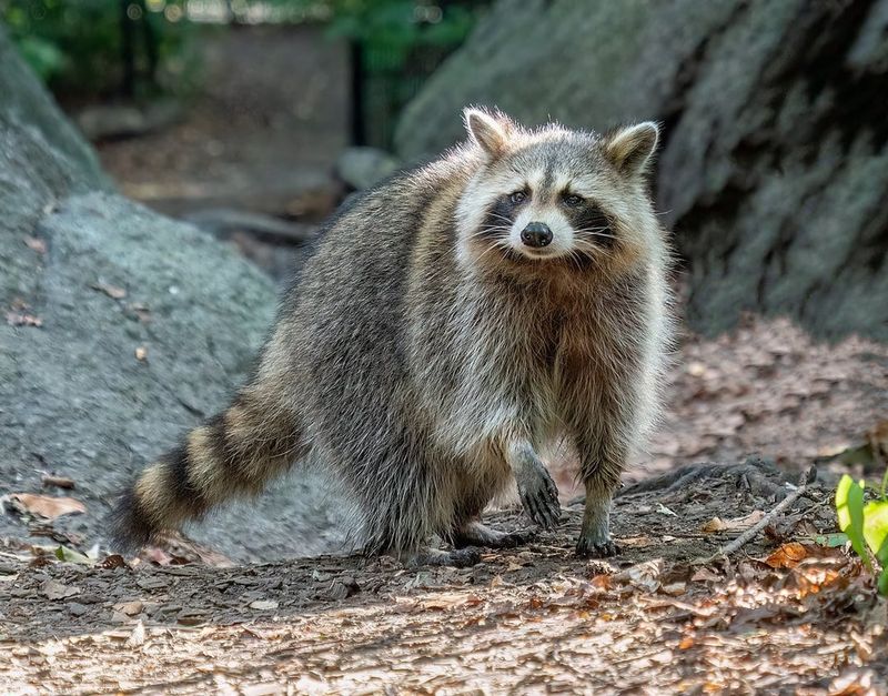 Raccoons Running The Night Shift