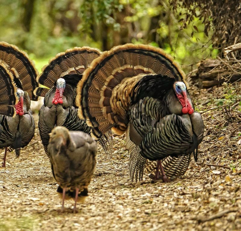 Wild Turkeys