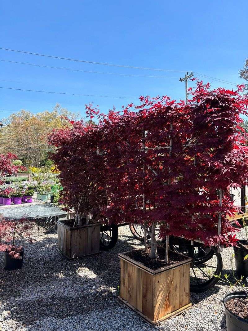 Japanese Maple (Acer palmatum)