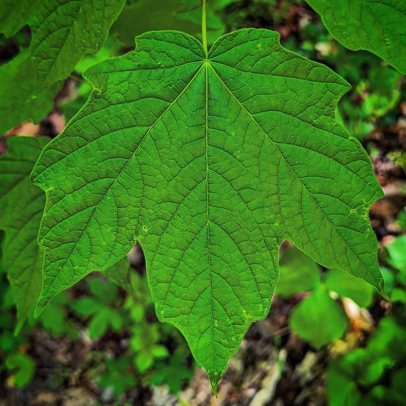 Black Maple: The Sweet Sugar Cousin