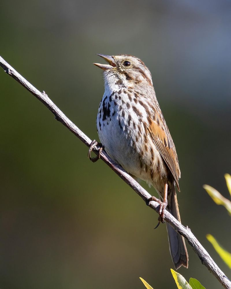 Song Sparrow