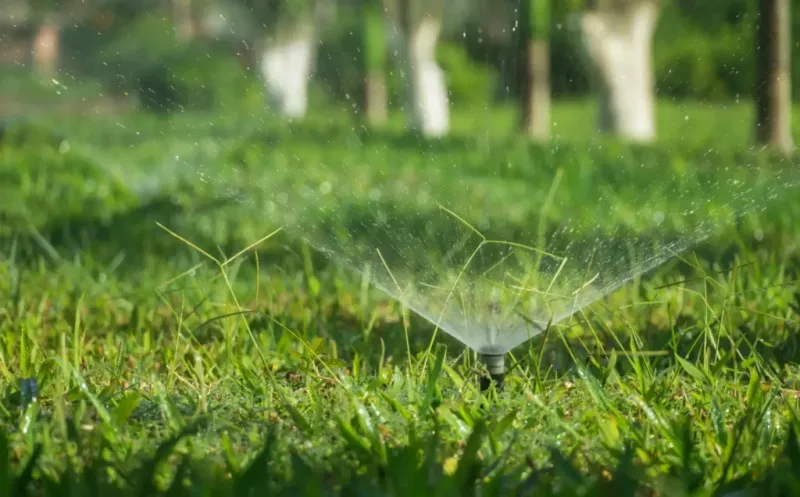 Watering At The Wrong Time