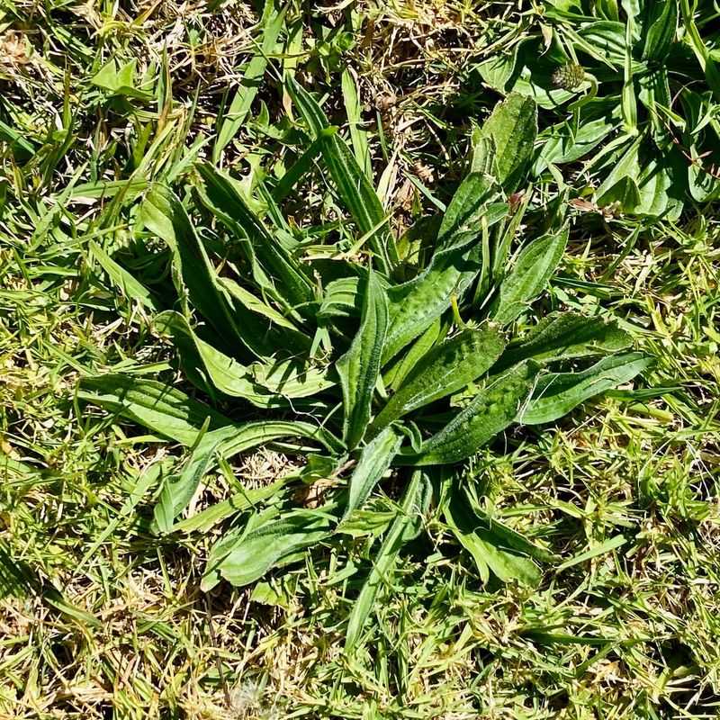 Forgetting to Control Weeds