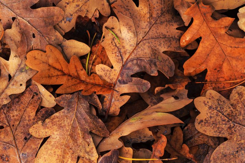 Acidic Oak Leaves Require Special Handling