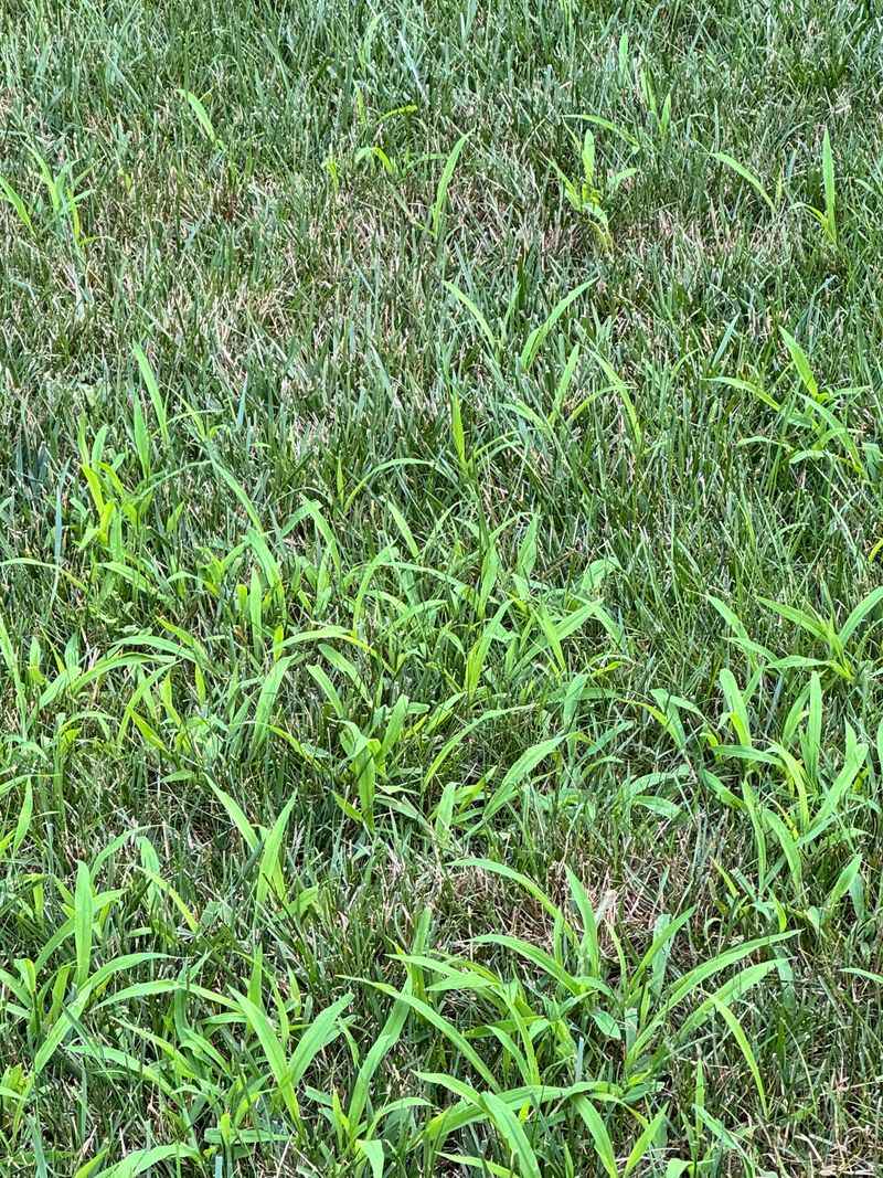 Ignoring Weed Invasion