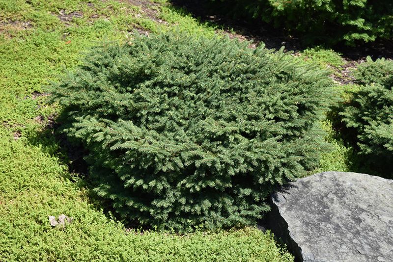 Bird's Nest Spruce (Picea abies 'Nidiformis')