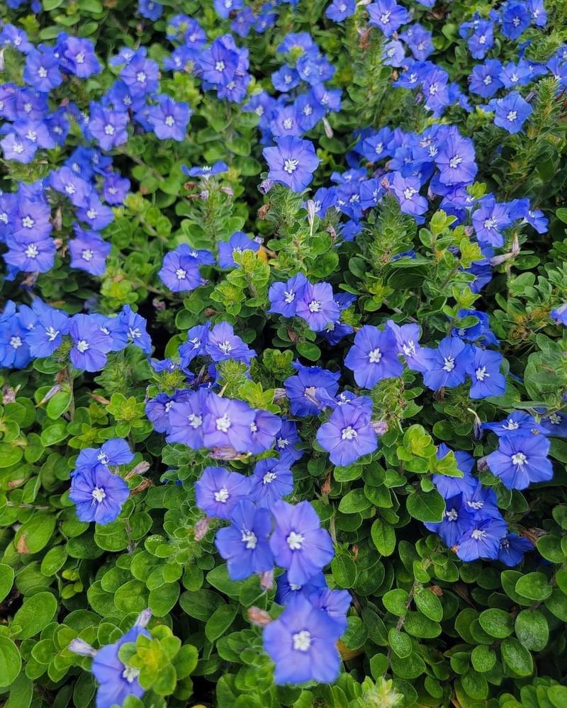 Croton And Blue Daze