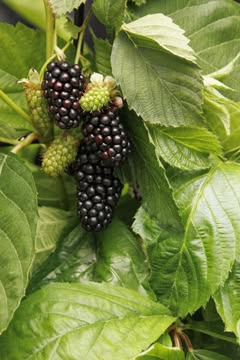 Blackberries