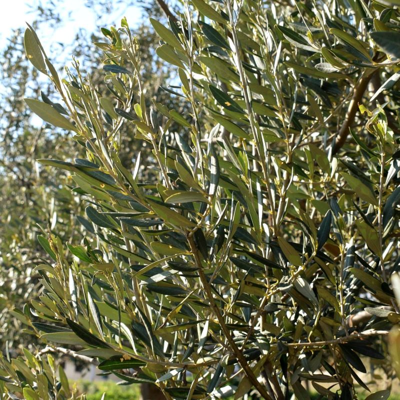 Olives: Mediterranean Staples