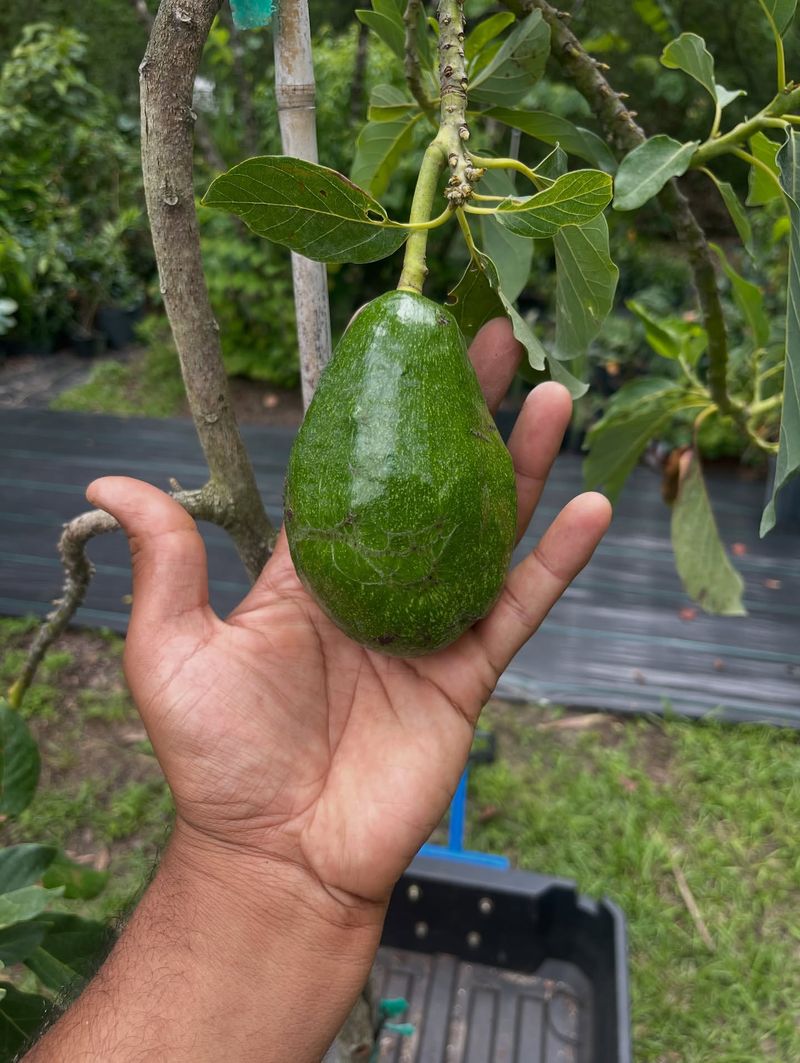 Avocado