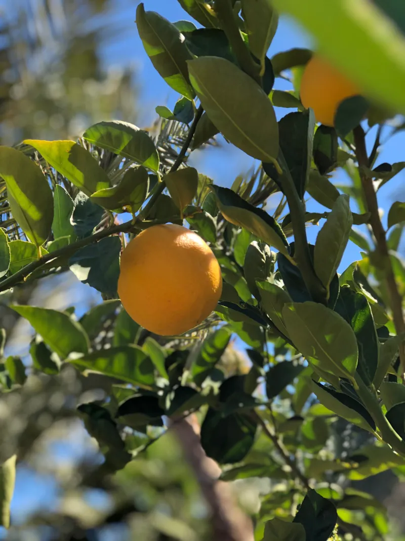 Citrus: Arizona's Pride