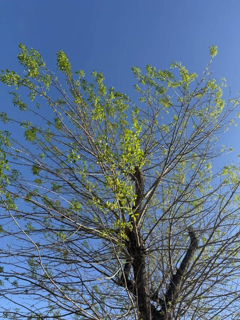 Arizona Ash