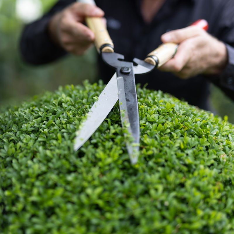 Master Pennsylvania's Hedge Pruning Calendar