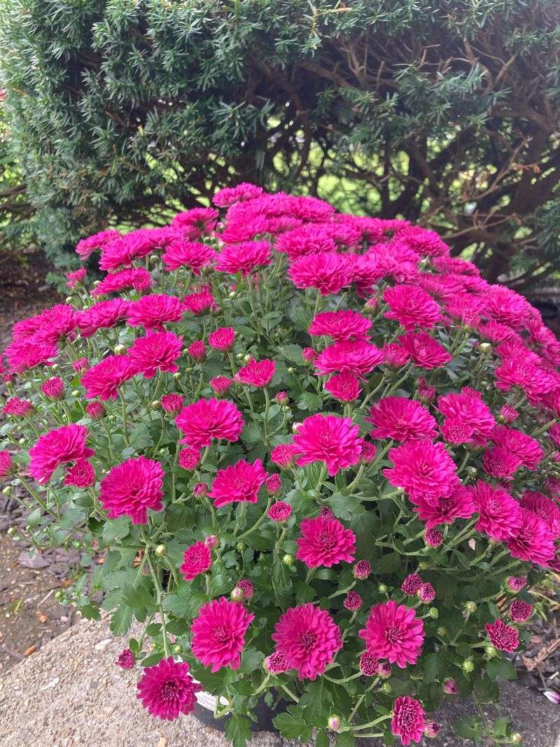 Consider Overwintering