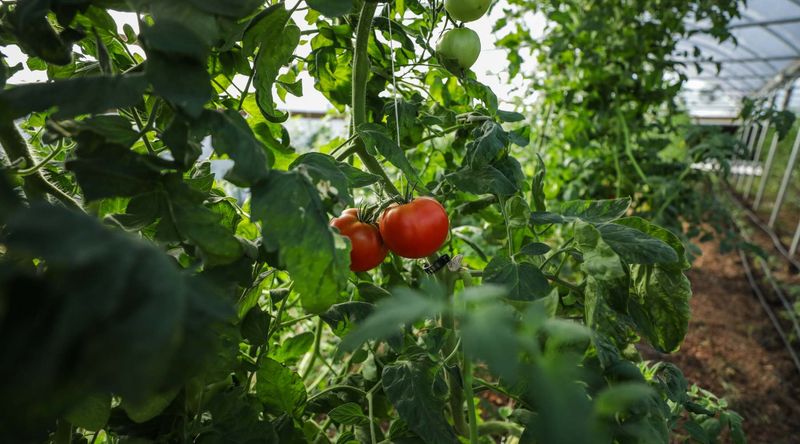 Resistant Varieties Thrive Despite Pressure