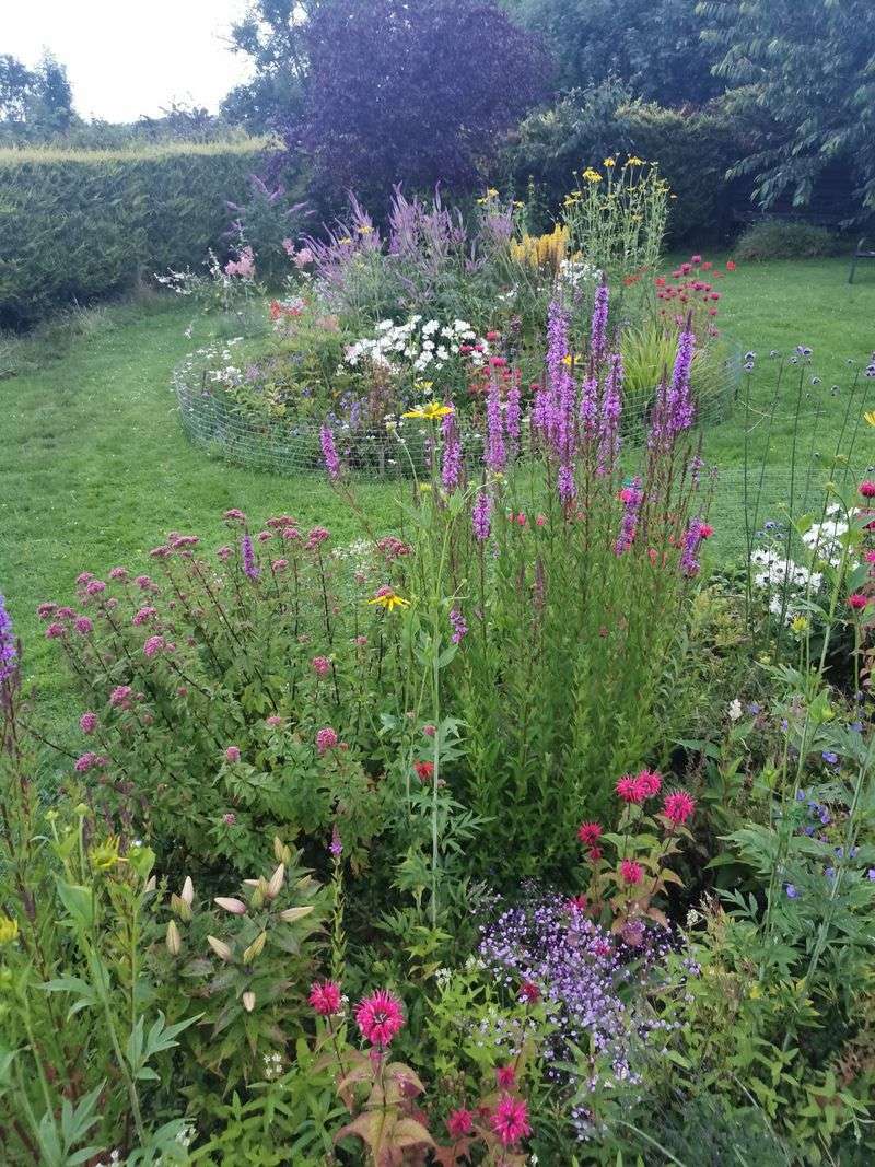 Divide Overcrowded Plants