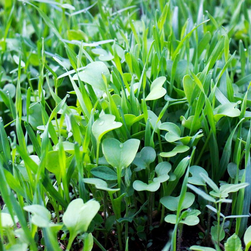 Plant Cover Crops