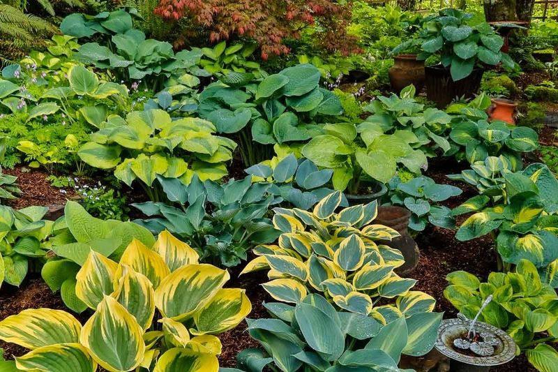 Choose Varieties That Handle Heat