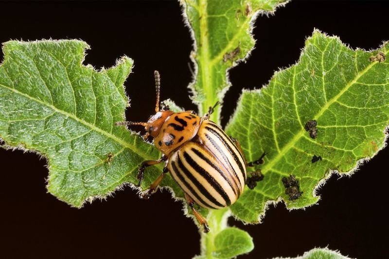 Pest Vigilance Intensifies