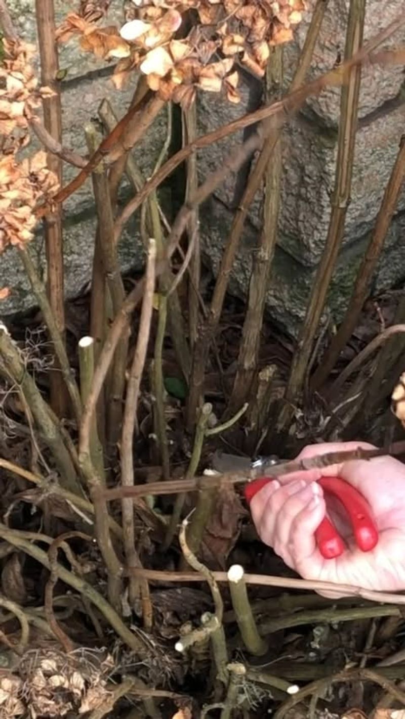 Prune Dead Wood While Still Identifiable