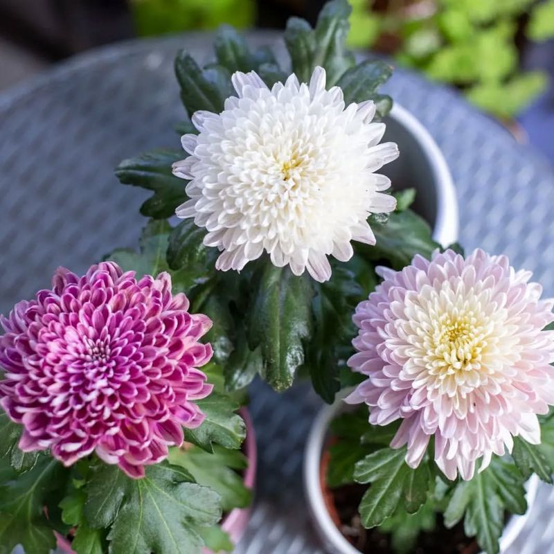 Feed For Fall Flourishing