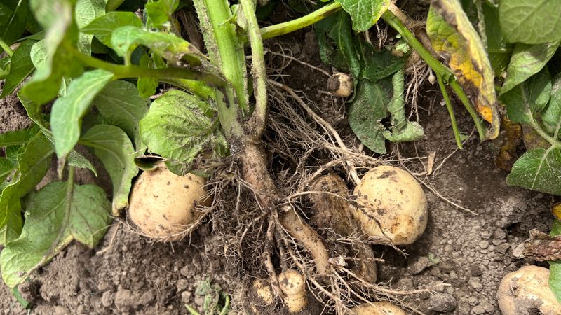 Stop Fertilizing At The Right Time