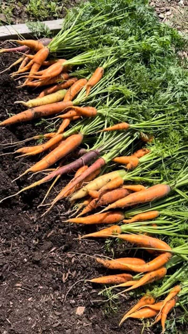 Harvest After Light Frost