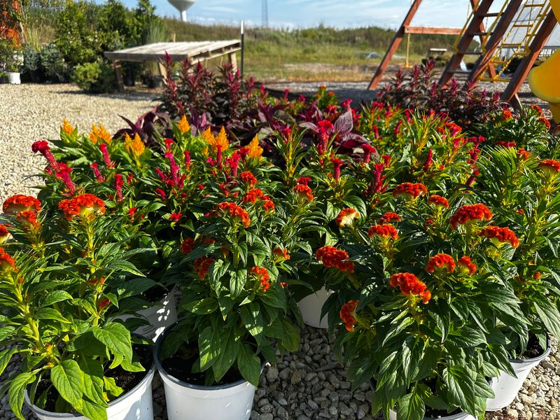 Site Plants for Wind Protection