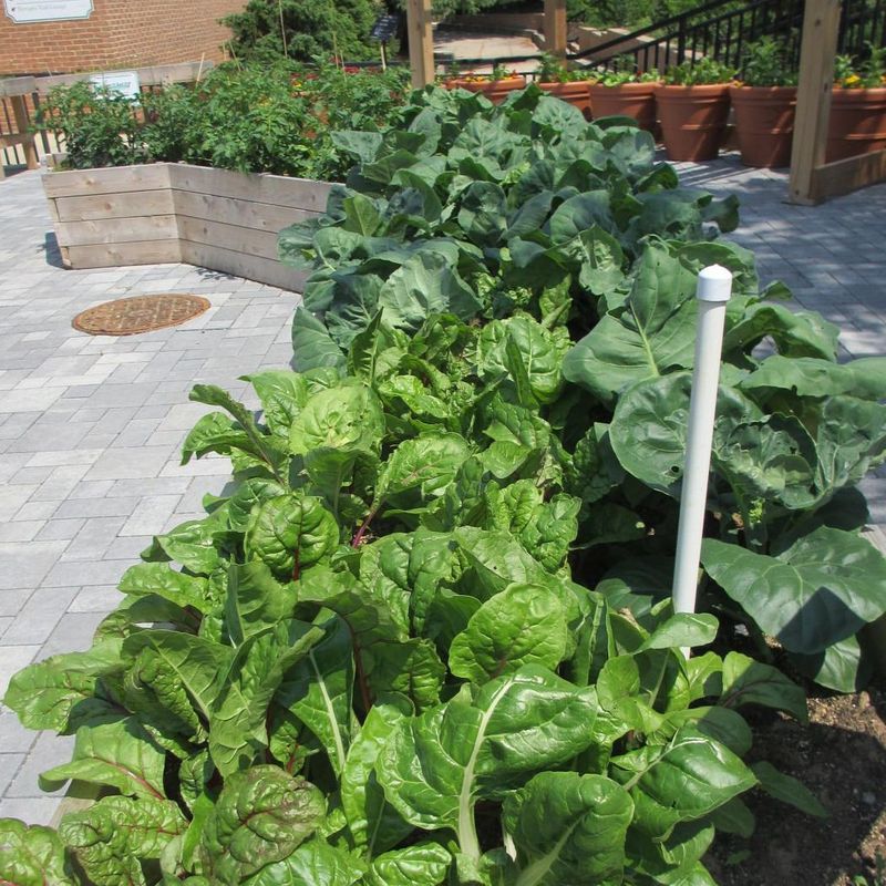 Succession Planting