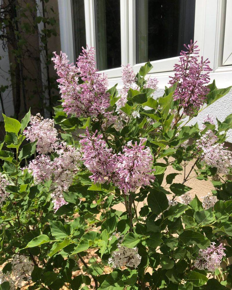 Watering Wisdom During Summer