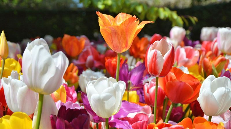 Planning Ahead For Spring Bulbs