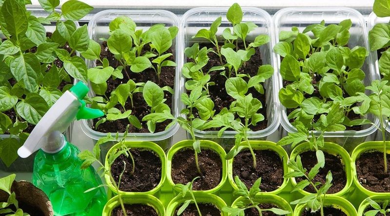 Windowsill Herb Starting Station
