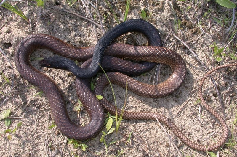 Coachwhip Snakes: Lightning-Fast Garden Allies
