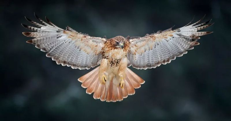 Red-tailed Hawks