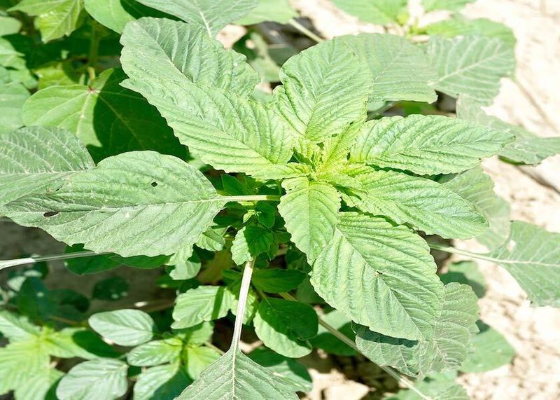 Palmer Amaranth