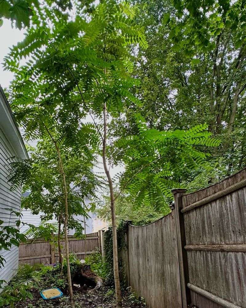 Tree-Of-Heaven: Deceptively Named Invader