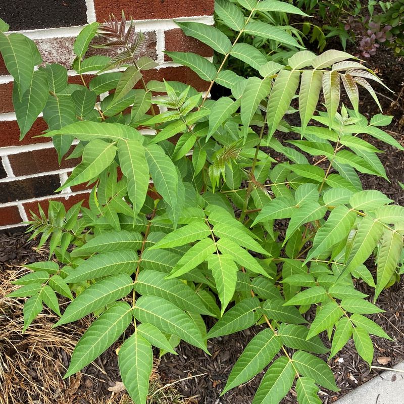 Tree of Heaven