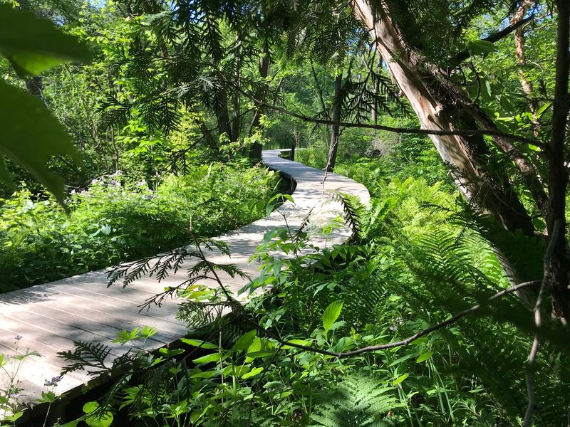 Eloise Butler Wildflower Garden
