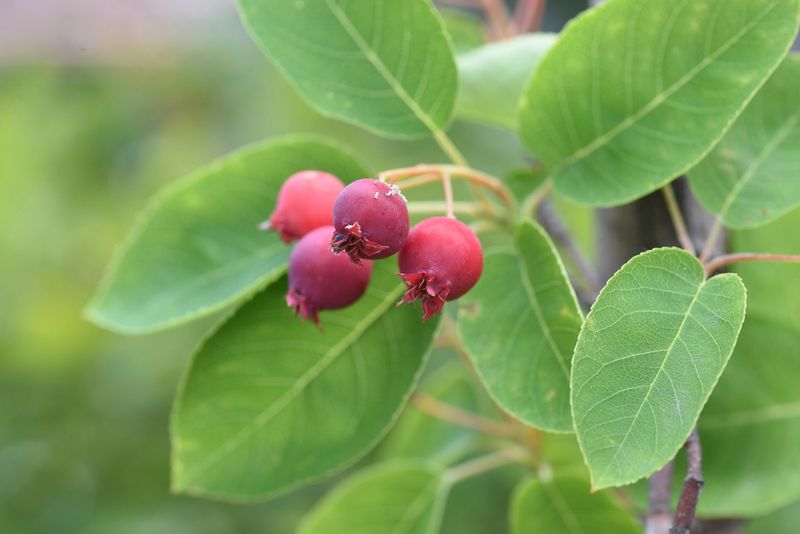 Serviceberries