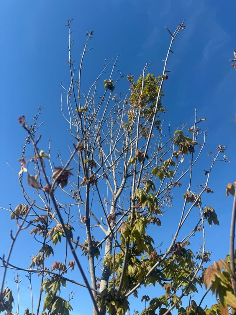 Branches Dying From The Top Down