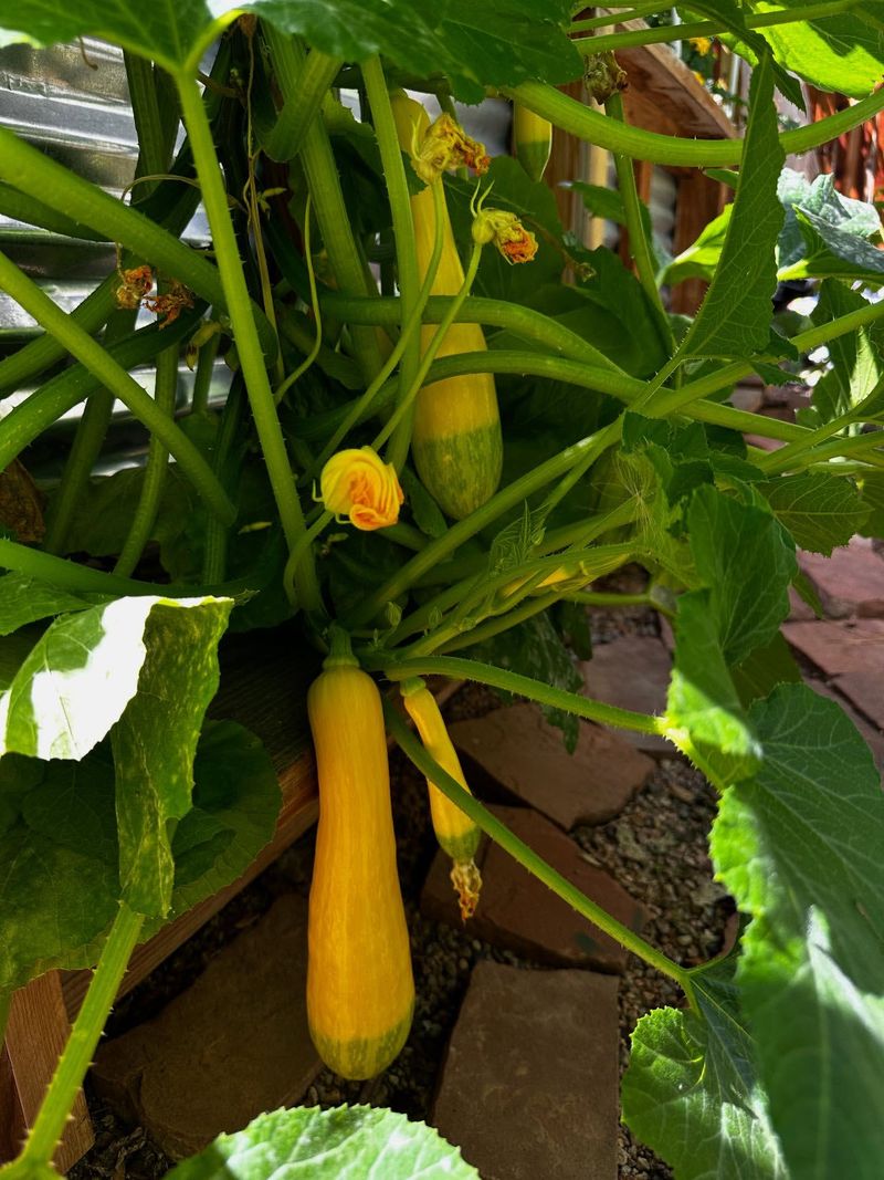 Squash